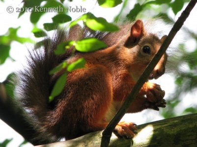 red squirrel (Sciurus vulgaris) Kenneth Noble